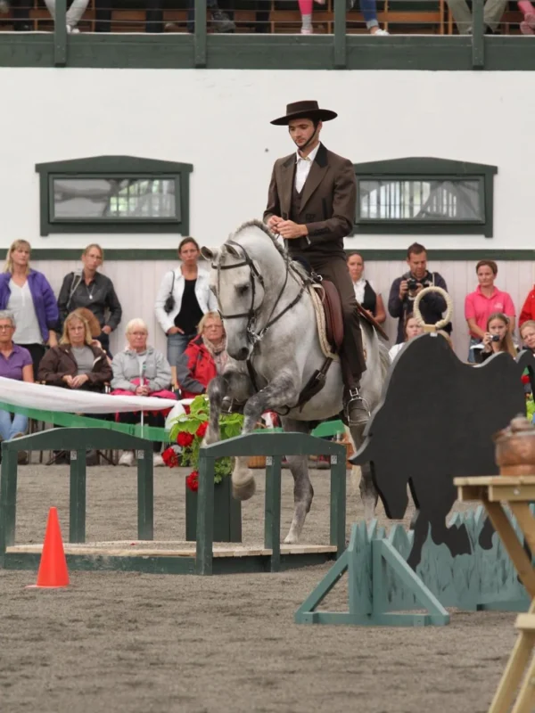 Ryhmälippu (4hlö) - Paulo Bastoksen Working Equitation -klinikka 8.11.2025