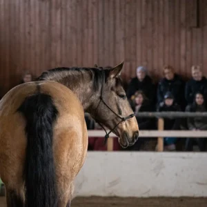 Hevosen maastakäsittely- ja lastausklinikka 17.5.2026